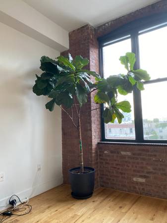 Moving Sale! Fiddle Leaf Fig Tree and Pencil Catus