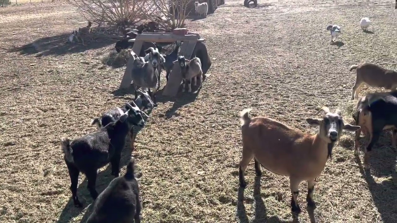 Shabbat Shalom from our ranchito.