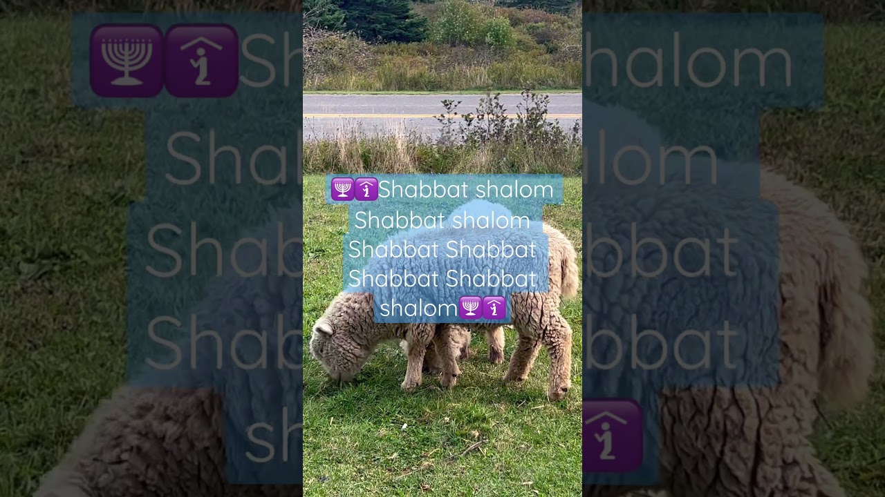 Shabbat shalom Sheep eating peacefully Shabbat!💓🕎