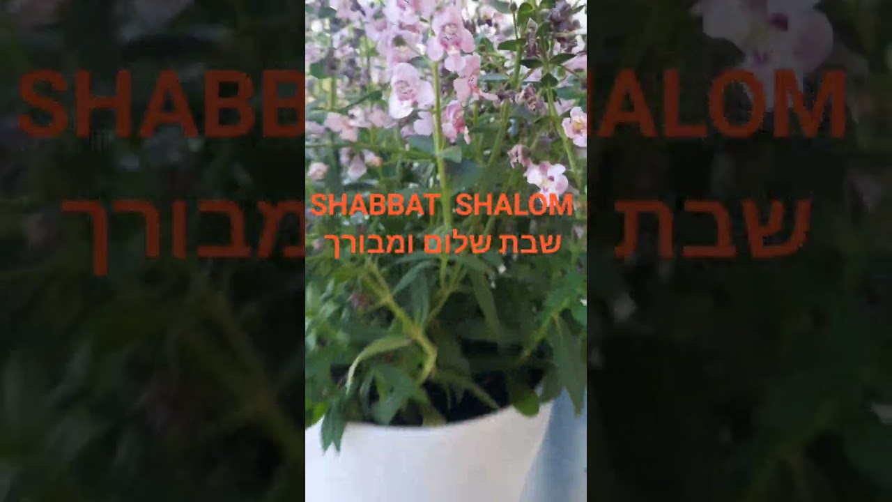 שבת שלום ומבורך.SHABBAT SHALOM