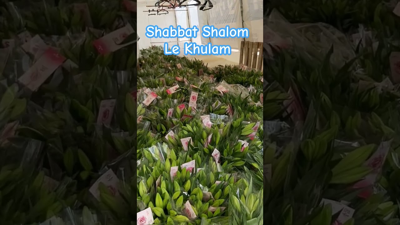 Shabbat Shalom Le Khulam